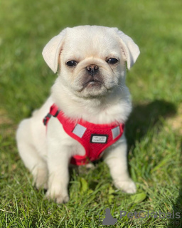 Photo №4. I will sell pug in the city of Tel Aviv. breeder - price - 1000$