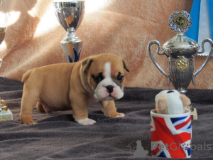 Photo №3. English Bulldog puppies. Poland