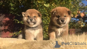 Photo №2 to announcement № 13981 for the sale of akita - buy in Georgia breeder
