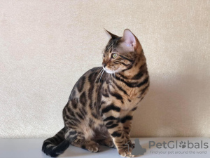 Photo №1. bengal cat - for sale in the city of Minsk | negotiated | Announcement № 26258