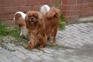 Photo №4. I will sell cavalier king charles spaniel in the city of Екатеринбург. breeder - price - Negotiated