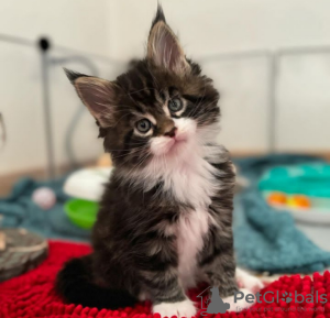 Photo №1. maine coon - for sale in the city of Vevey | 423$ | Announcement № 116977