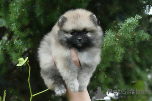 Photo №3. Pomeranian puppies. Belarus