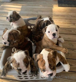 Photo №1. english bulldog - for sale in the city of Georgetown | Is free | Announcement № 117929