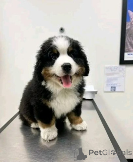 Photo №3. Wunderschöner Berner Sennenhundwelpe sucht ein neues Zuhause!. Germany