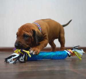 Photo №1. rhodesian ridgeback - for sale in the city of Уфа | Negotiated | Announcement № 5260