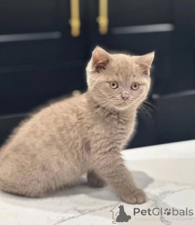 Photo №2 to announcement № 155694 for the sale of british shorthair - buy in Sweden private announcement