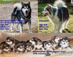 Photo №1. alaskan malamute - for sale in the city of Хаапсалу | negotiated | Announcement № 108125