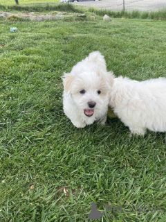 Photo №1. maltipu - for sale in the city of Berlin | 847$ | Announcement № 149850