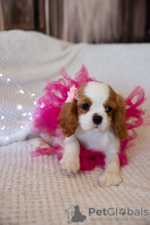 Photo №4. I will sell cavalier king charles spaniel in the city of Tallinn. from nursery - price - 1902$