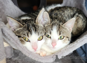 Photo №2 to announcement № 89393 for the sale of european shorthair - buy in Austria private announcement