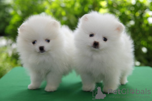 Photo №1. pomeranian - for sale in the city of Москва | 317$ | Announcement № 126581