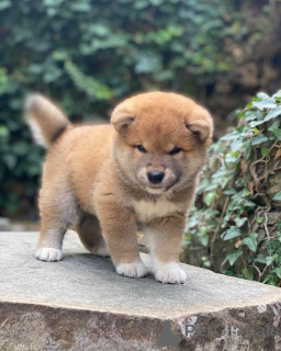 Photo №2 to announcement № 12053 for the sale of shiba inu - buy in Georgia from nursery