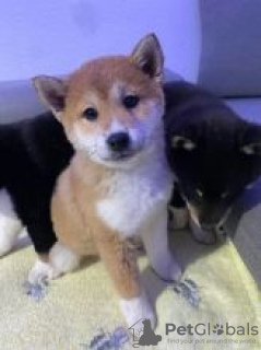 Photo №1. shiba inu - for sale in the city of Motala | negotiated | Announcement № 55310