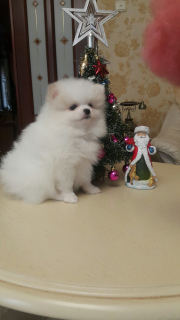 Additional photos: Pomeranian puppies for sale. Two males and female from champion blood.