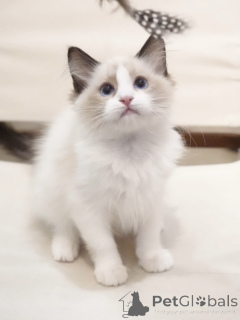 Photo №3. Sweet Tempered Ragdoll Kittens with Stunning Coats. Germany