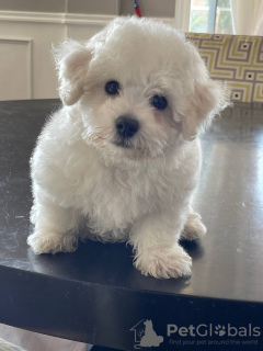 Photo №1. bichon frise - for sale in the city of Geneva | negotiated | Announcement № 124411