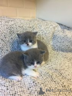 Photo №1. british shorthair - for sale in the city of Barsbüttel | 310$ | Announcement № 160184