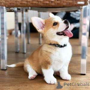 Photo №1. welsh corgi - for sale in the city of Дортмунд | 264$ | Announcement № 95724