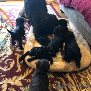 Photo №4. I will sell portuguese water dog in the city of Berlin. breeder - price - 941$