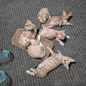 Photo №1. ocicat - for sale in the city of Brussels | 516$ | Announcement № 165838