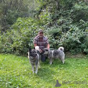 Photo №1. norwegian buhund - for sale in the city of Amsterdam | 723$ | Announcement № 163876