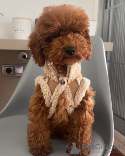 Photo №2 to announcement № 132652 for the sale of poodle (toy) - buy in Portugal breeder