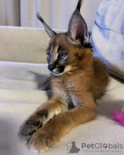 Photo №3. Friendly caracal kitten for adoption and africa serval kitten for sale. United States