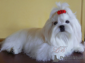 Photo №2 to announcement № 53967 for the sale of maltese dog - buy in Ukraine from nursery