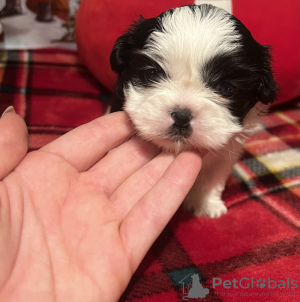 Photo №2 to announcement № 84041 for the sale of shih tzu - buy in United States private announcement