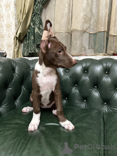 Photo №3. Peruvian Hairless Dog Large coated. Ukraine