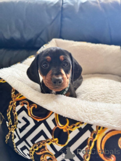Photo №3. Miniature Dachshund Puppies for Adoption. Italy