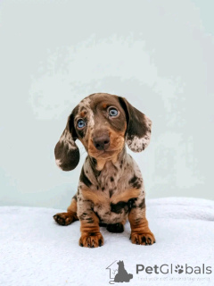 Photo №3. Cute adorable dachshund puppies for sale contact whatsapp business 447450021323. Finland
