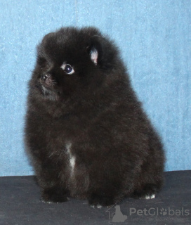 Photo №1. pomeranian - for sale in the city of Doha | negotiated | Announcement № 38557