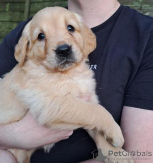 Photo №1. golden retriever - for sale in the city of Гронинген | 259$ | Announcement № 81146