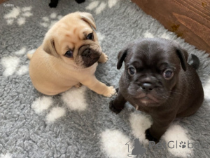 Photo №1. pug - for sale in the city of Gandia | negotiated | Announcement № 168295