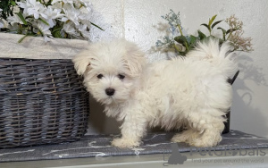 Photo №1. maltese dog - for sale in the city of Milan | 371$ | Announcement № 107577