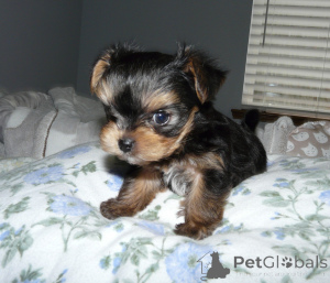 Photo №1. yorkshire terrier - for sale in the city of Гамбург | negotiated | Announcement № 135886