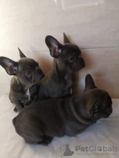 Additional photos: Healthy French Bulldog available for sale