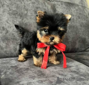 Photo №2 to announcement № 158067 for the sale of yorkshire terrier - buy in Germany breeder