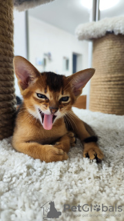 Additional photos: Elite Abyssinian kittens