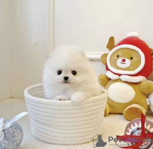 Photo №1. pomeranian - for sale in the city of Long Beach | 350$ | Announcement № 83567