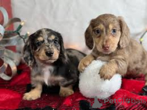 Photo №3. Miniature Dachshund Puppies. Germany
