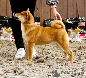 Photo №1. shiba inu - for sale in the city of Gomel | 1538$ | Announcement № 11226