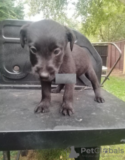 Photo №1. patterdale terrier - for sale in the city of Аугсбург | 300$ | Announcement № 70935