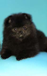 Photo №1. pomeranian - for sale in the city of Москва | 641$ | Announcement № 4972