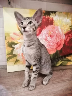Photo №2 to announcement № 3828 for the sale of oriental shorthair - buy in Russian Federation from nursery