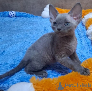 Photo №1. devon rex - for sale in the city of Jettingen | 361$ | Announcement № 177036