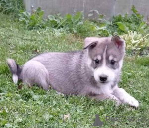 Photo №2 to announcement № 74834 for the sale of west siberian laika - buy in Belarus private announcement