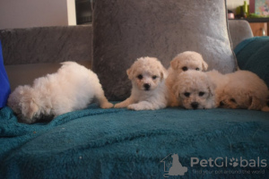 Additional photos: Kc Registered Bichon Frise Pups